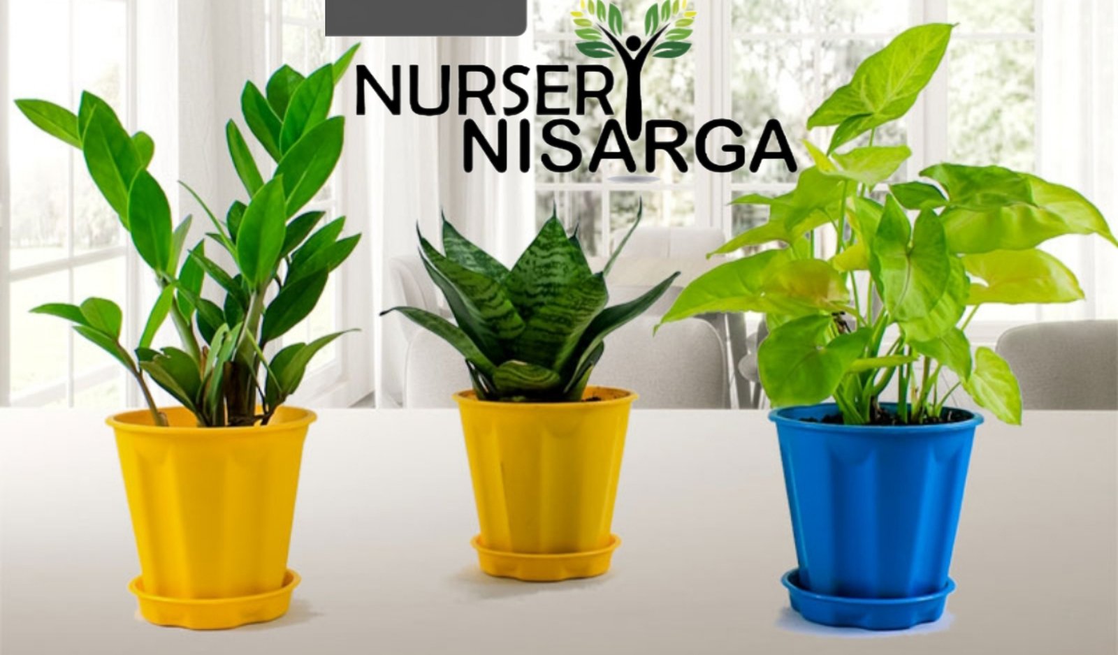 Nursery plant